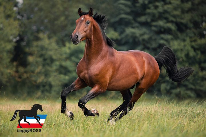 جاکلیدی طرح زین اسب